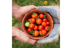 Man sharing tomatoes
